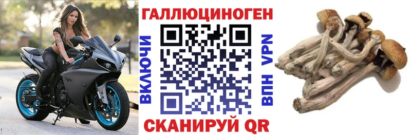 наркотики  Новоузенск  Псилоцибиновые грибы мицелий 